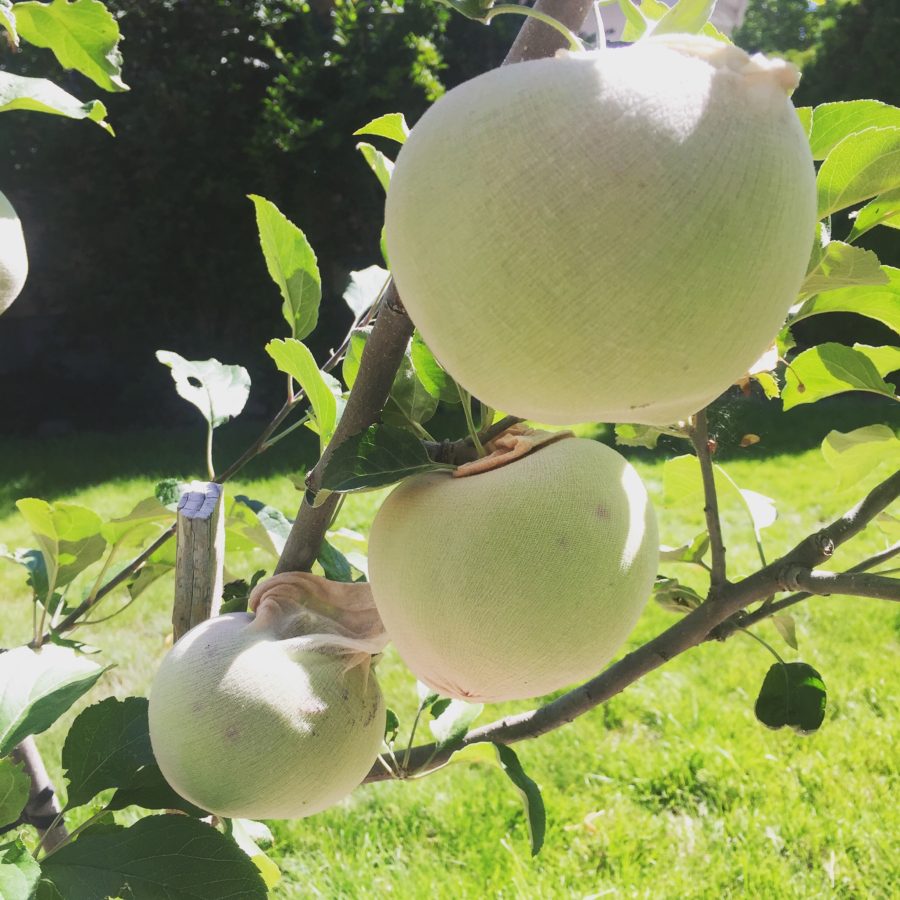 Fruit Tree Pruning